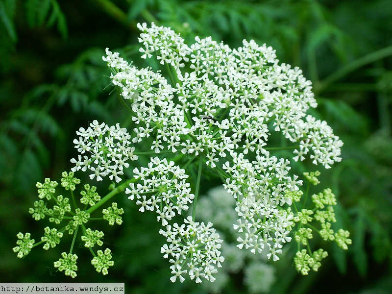 Conium maculatum